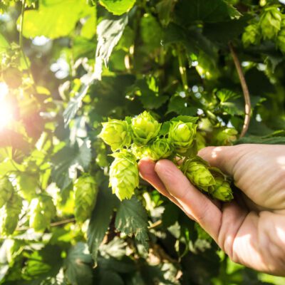 iStock-510688436-min dłoń trzymająca kiść szyszek chmielu